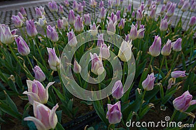 Pink tulip bloom in the spring Stock Photo